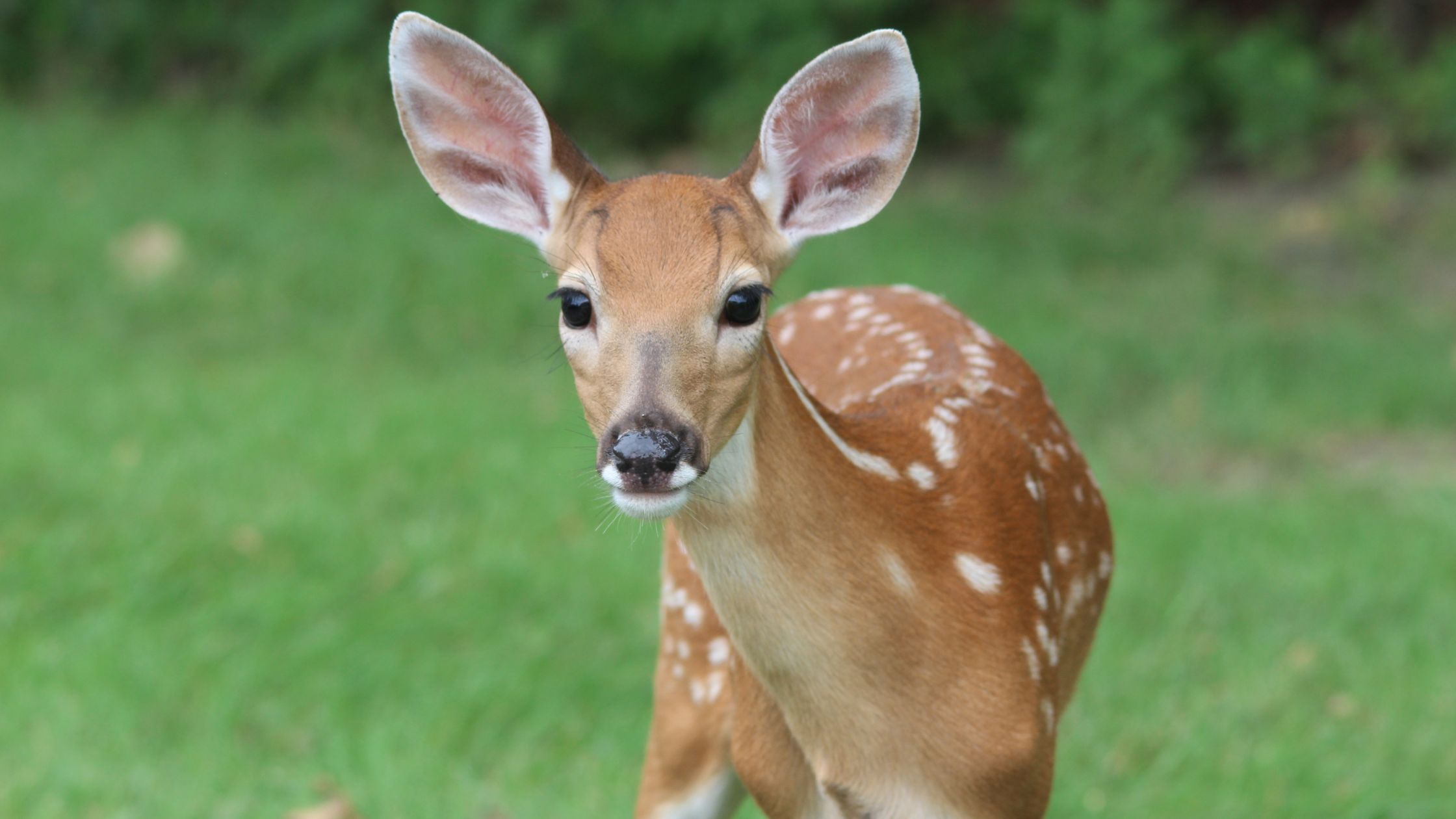 Photo of a deer