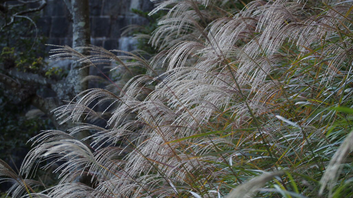 Chinese silver grass, a beautiful invasive species. Photo credit harum.koh via openverse)