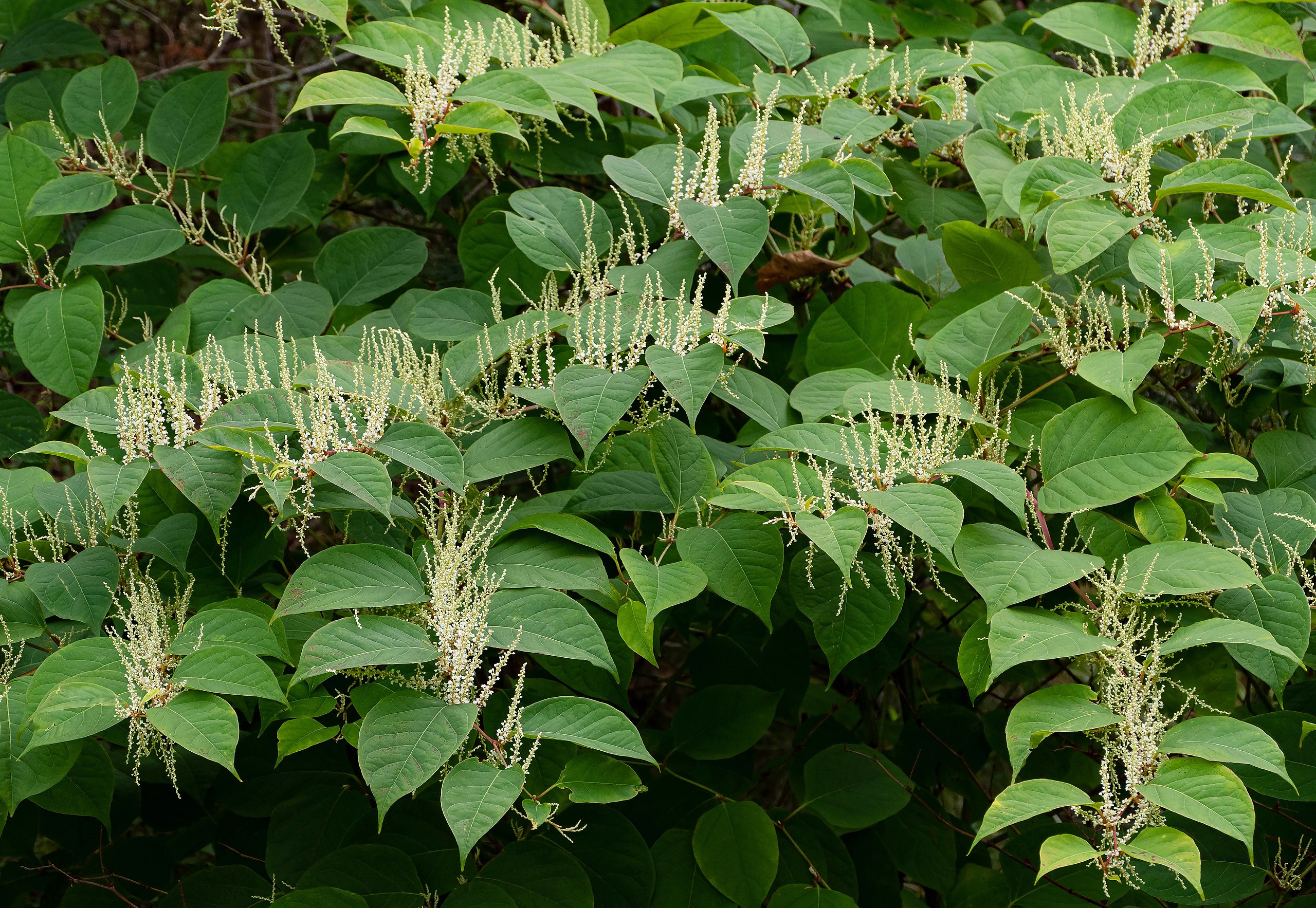 Japanese knotweed (Reynoutria japonica) in a garden in Brastad, Lysekil Municipality, Sweden.