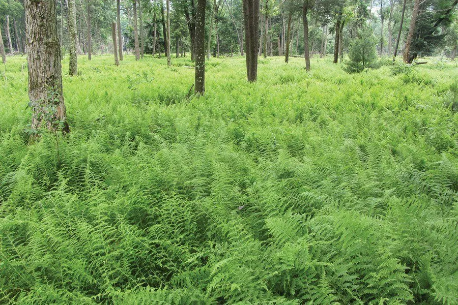 Dense shade cast by ferns interferes with seedling survival and establishment after germination. Excessive frond litter and root mats can also prevent adequate seedling germination and development.