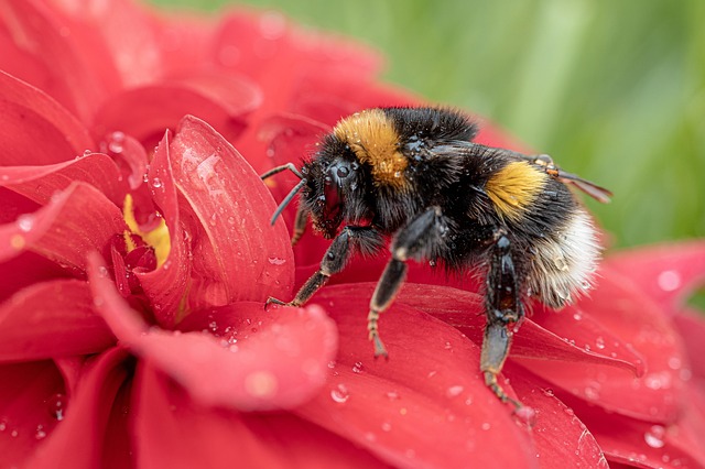 Pollinator garden bee on flower