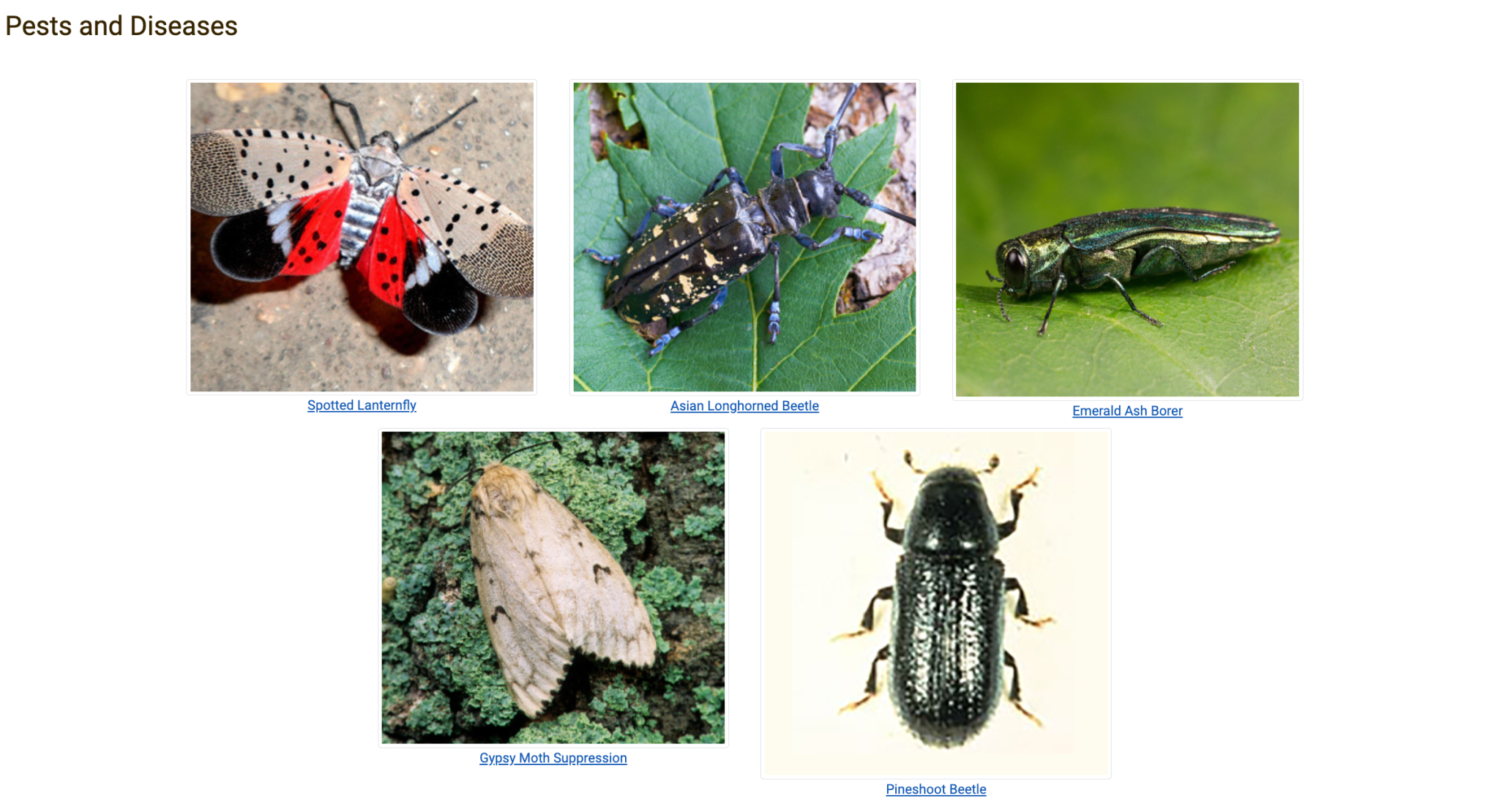 Department of Agriculture Pests and Diseases