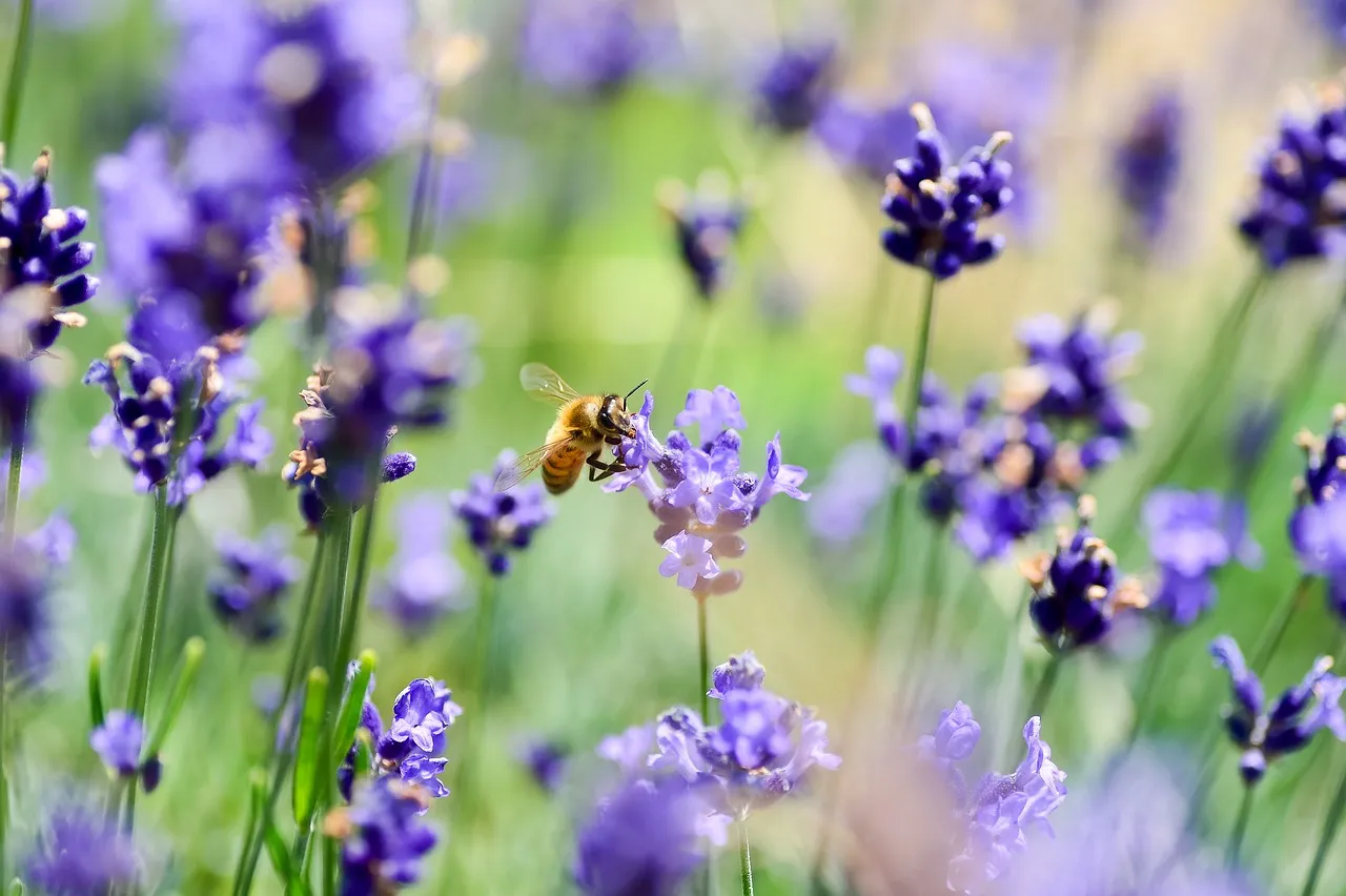 Pollinator garden stock photo from Pixabay