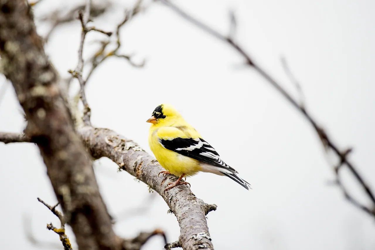 American Goldfinch Stock photo from Pixabay