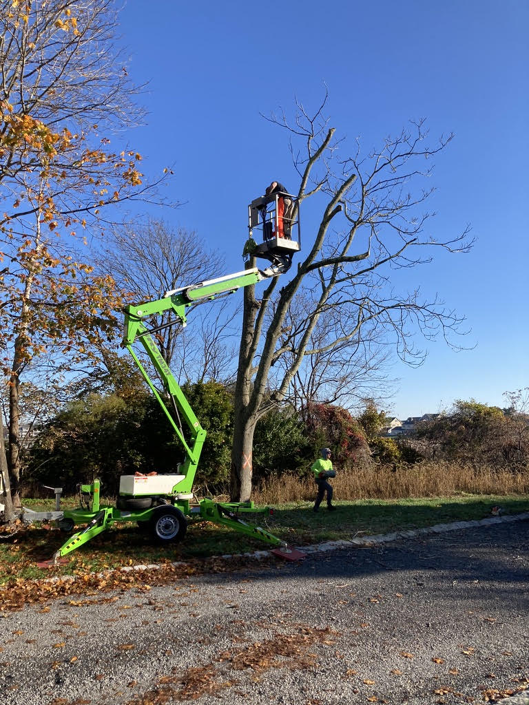 Winter 2022, removal of Trees of Heaven by the Sea Girt Department of Public Works