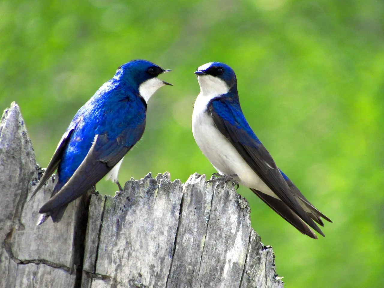 stock image of Swallows from Pixabay