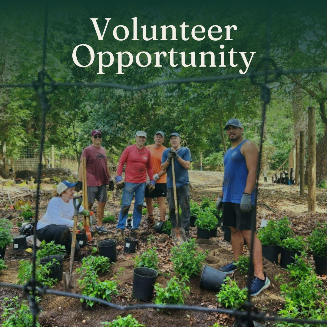 Volunteer Opportunity with Sea Girt Conservancy