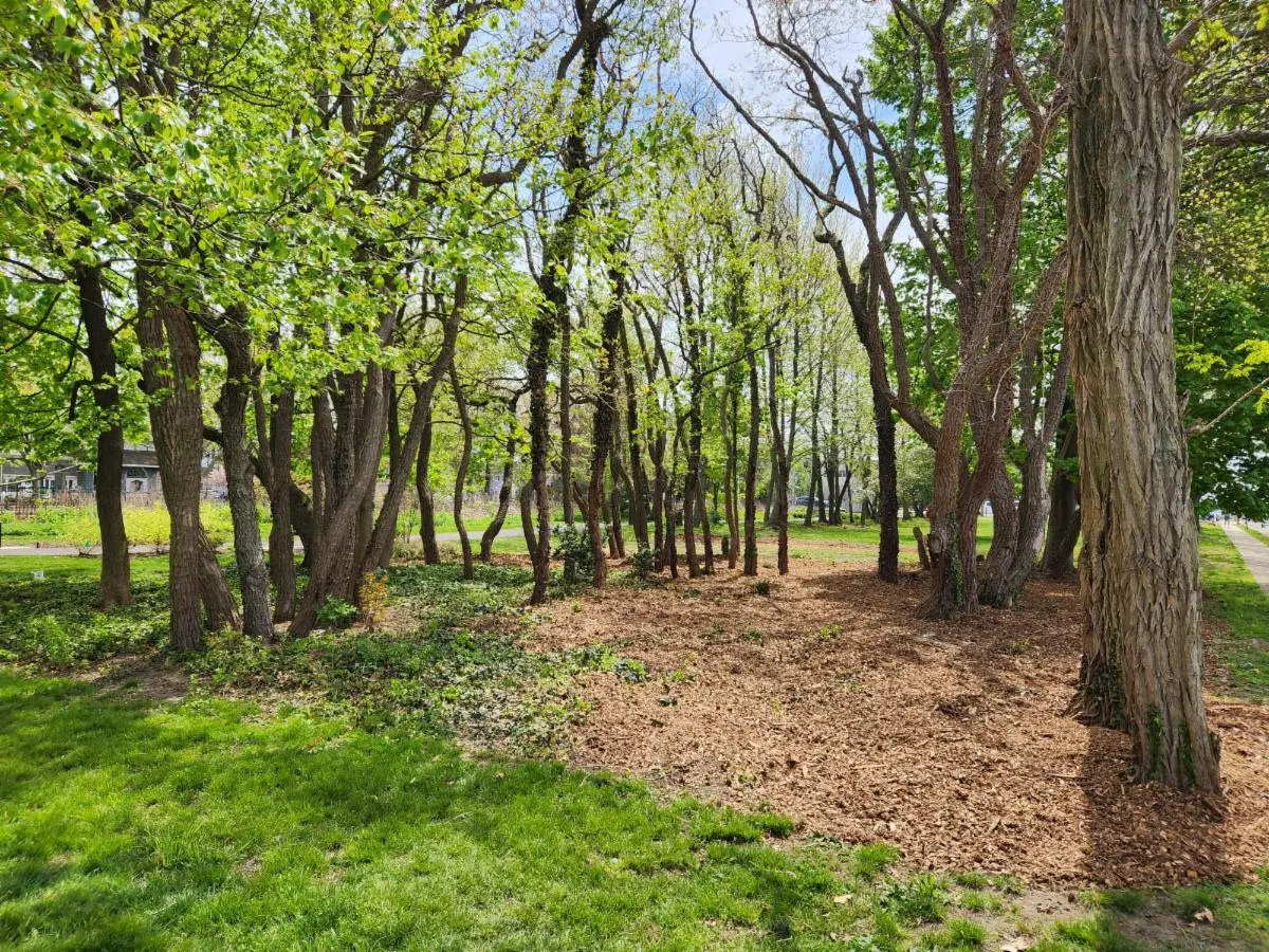 Wooded area for Sea Girt Master Plan