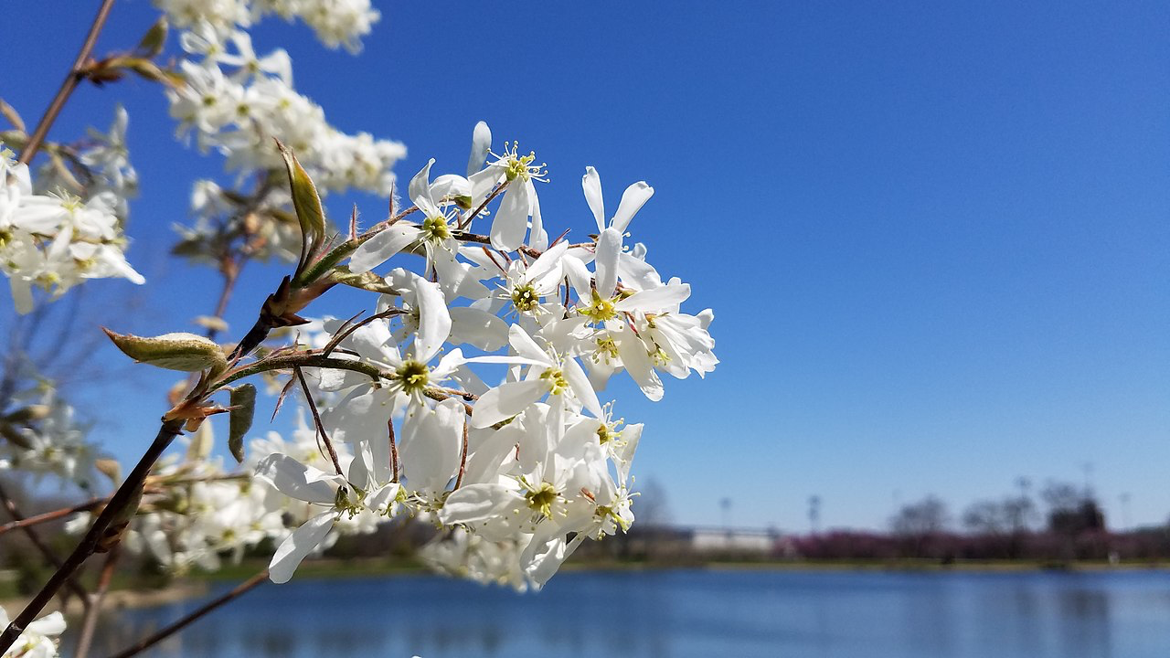 Allegheny serviceberry