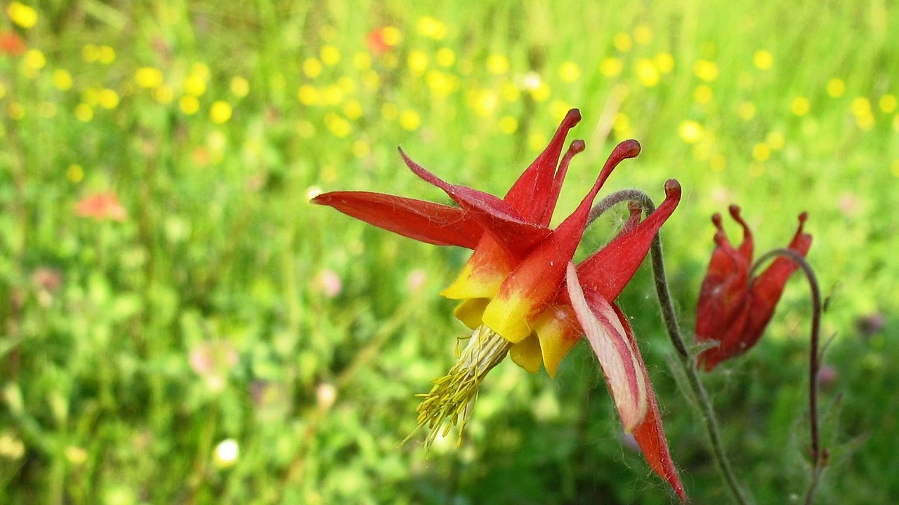 Eastern red columbine