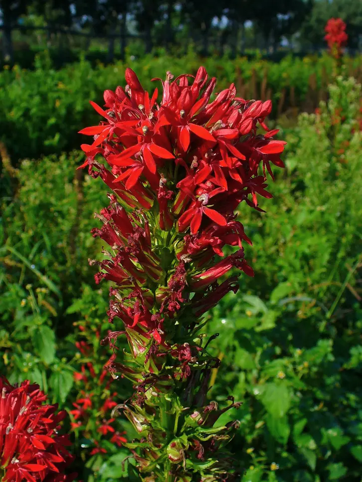 Cardinal Flower