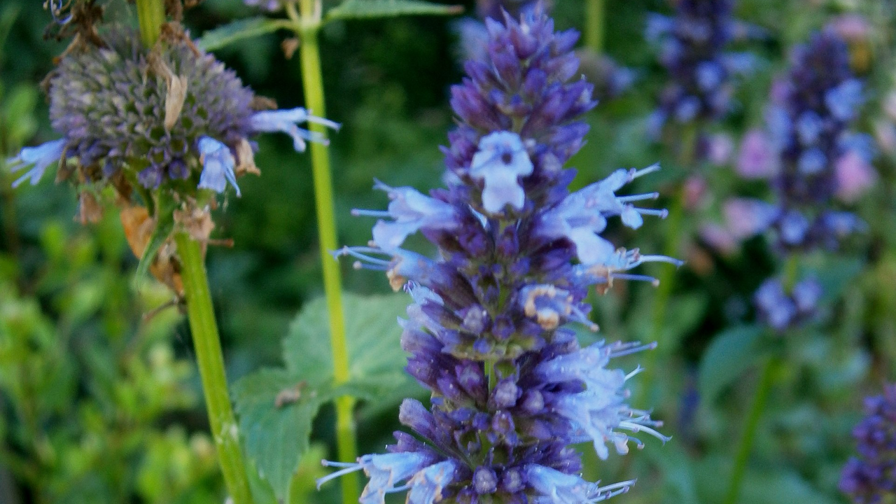 Anise Hyssop