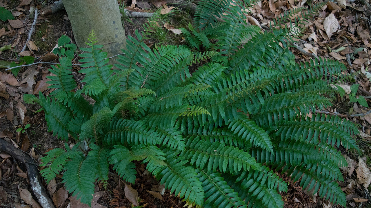 Christmas Fern