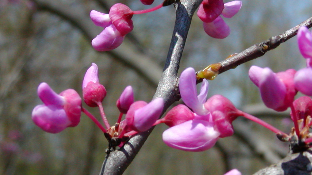 eastern redbud