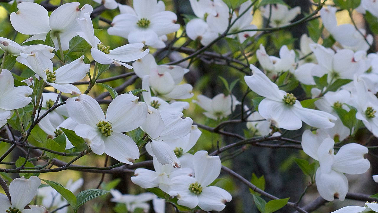 flowering dogwood