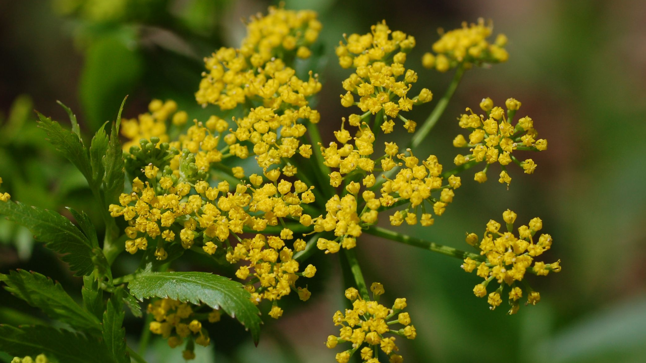 golden alexanders