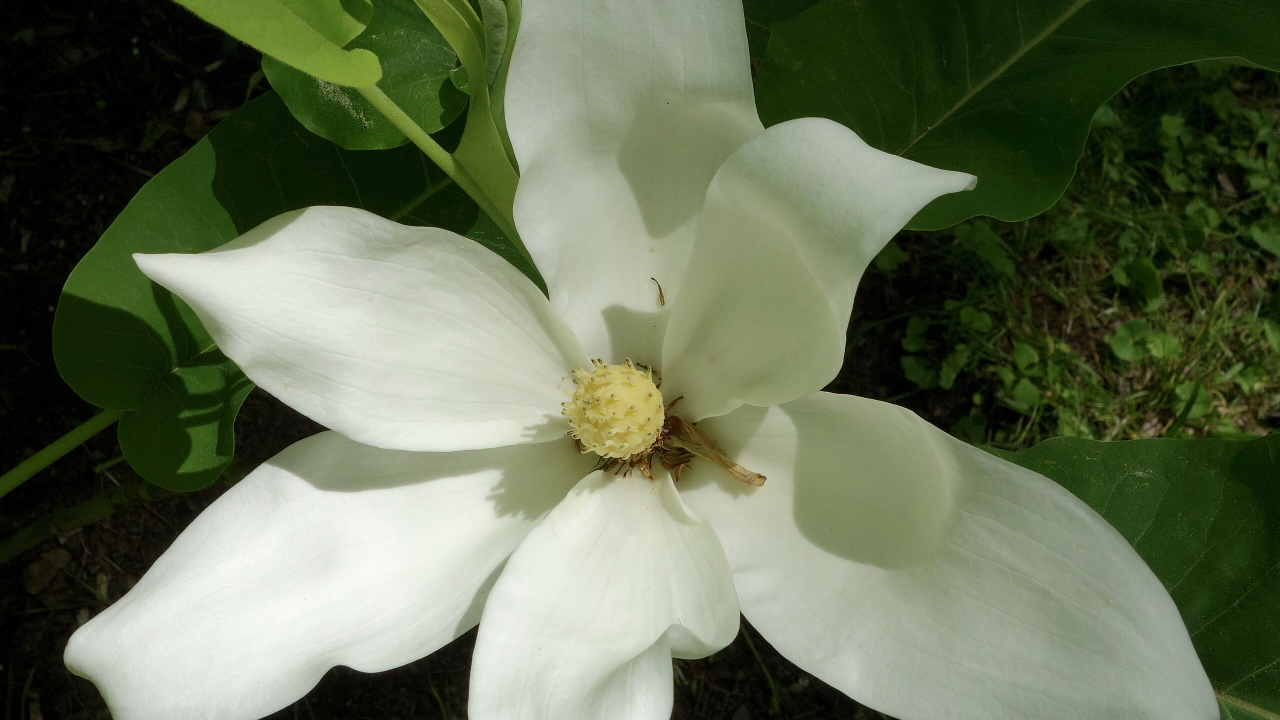 Bigleaf Magnolia (Magnolia macrophylla)