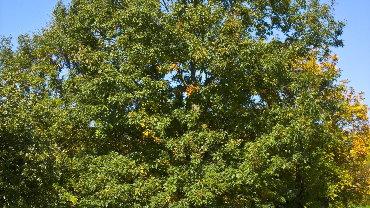 Black Oak (Quercus velutina)