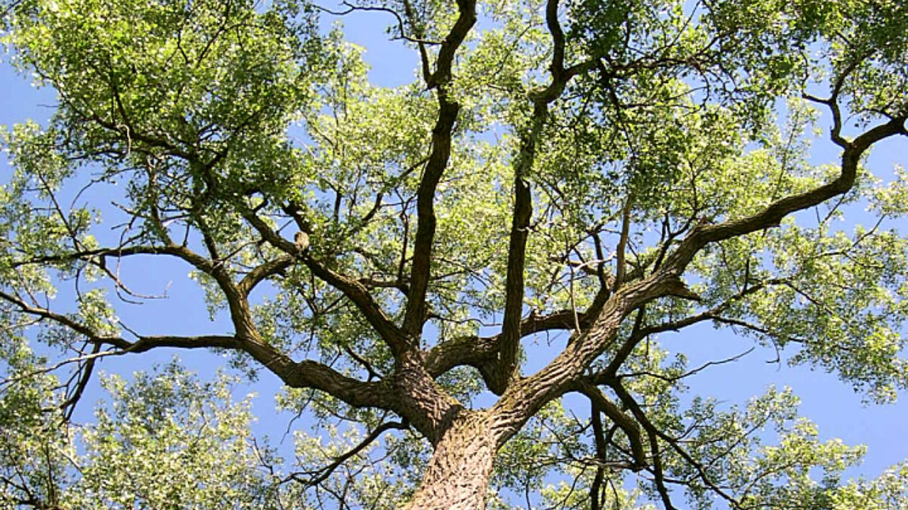 Eastern Cottonwood (Populus deltoides)