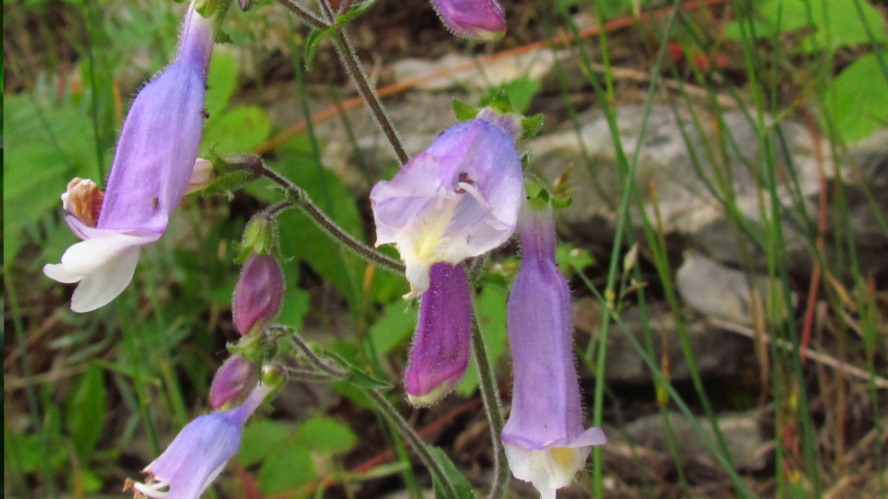 Hairy Beardtongue (Penstemon hirsutus)