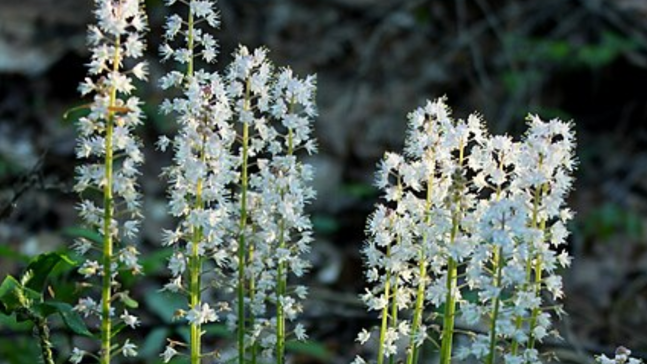 Heart-Leaf Foamflower (Tiarella cordifolia)