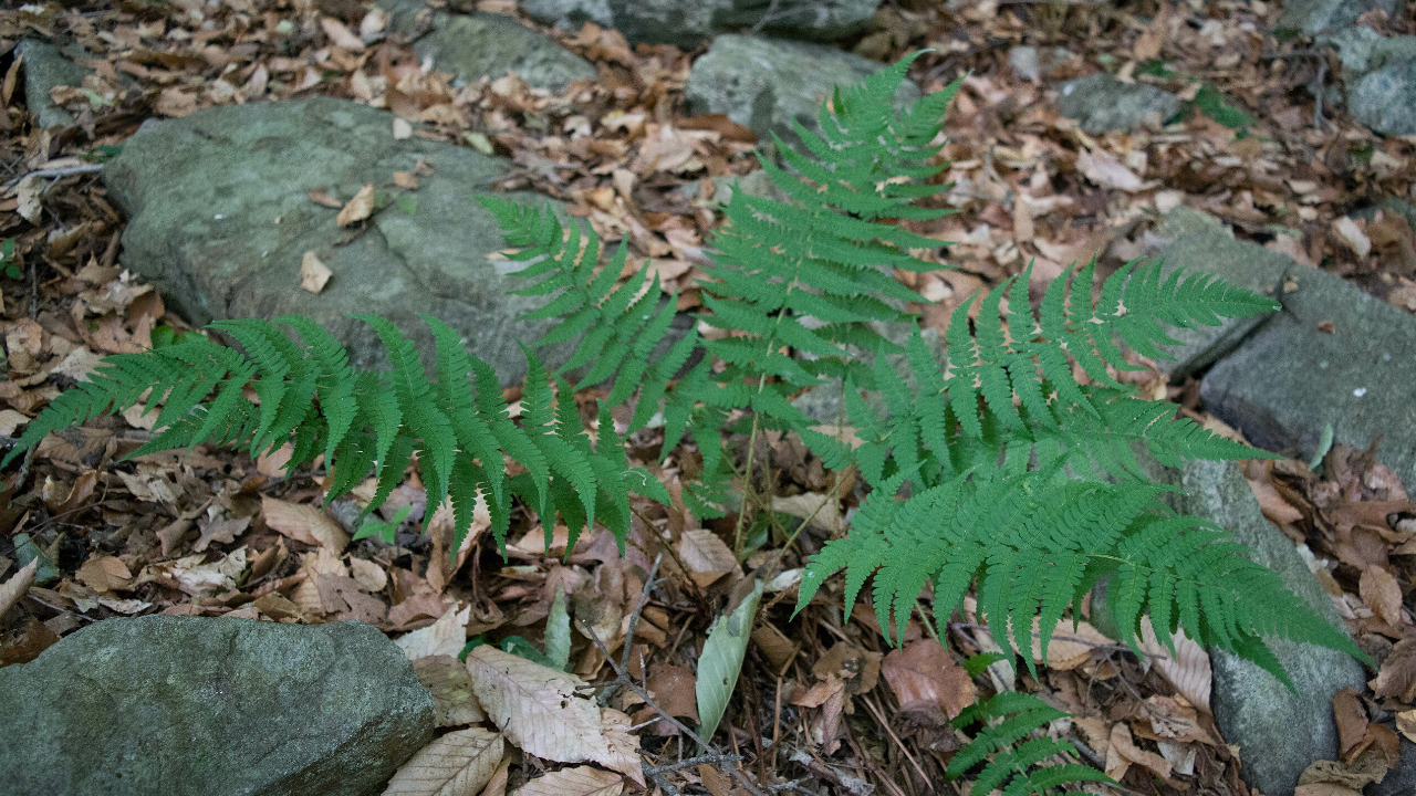 Marginal Woodfern (Dryopteris marginalis)