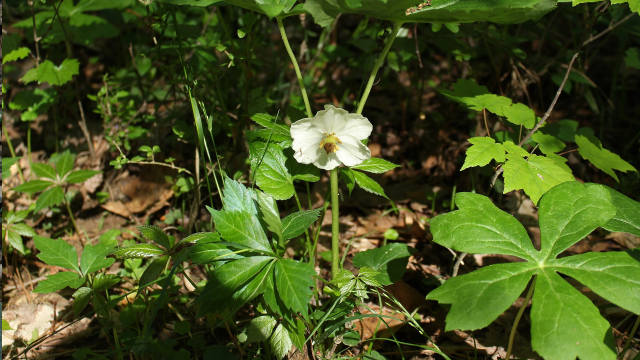 Mayapple (Podophyllum peltatum)