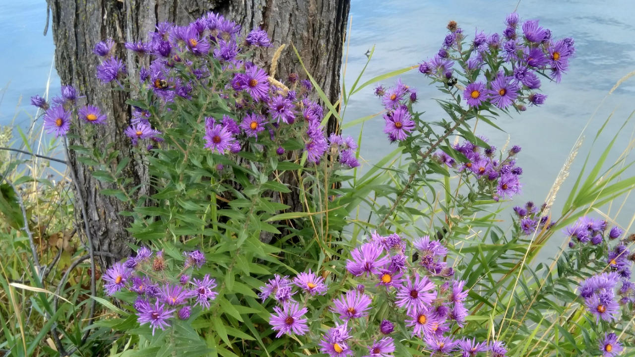 New England Aster (Symphyotrichum novae-angliae)