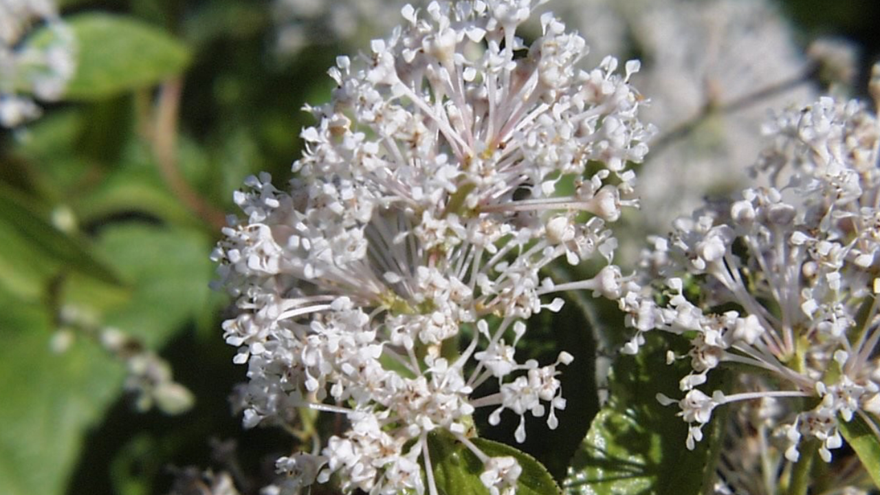 New Jersey Tea (Ceanothus americanus)