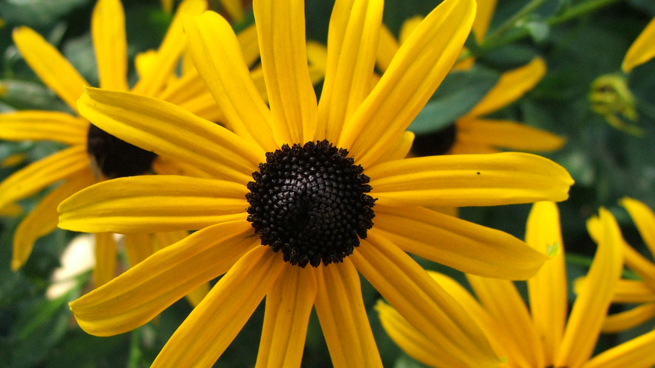 Orange Coneflower (Rudbeckia fulgida)