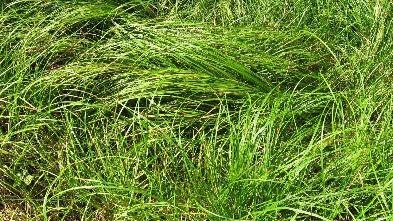 Pennsylvania Sedge (Carex pensylvanica)