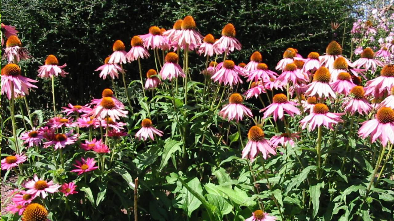 Purple Coneflower (Echinacea purpurea)