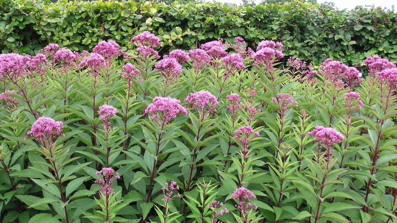 Purple Joe-Pye Weed (Eutrochium purpureum)