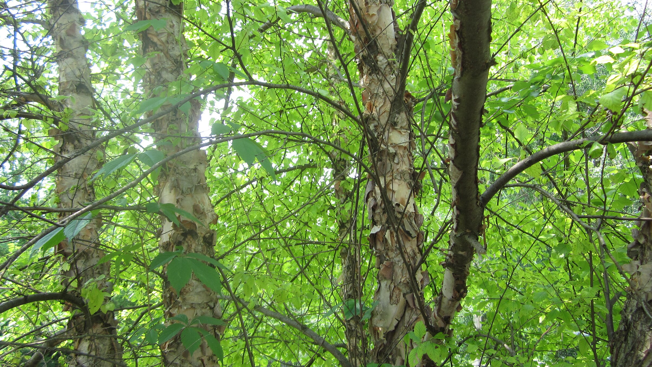 River Birch (Betula nigra)