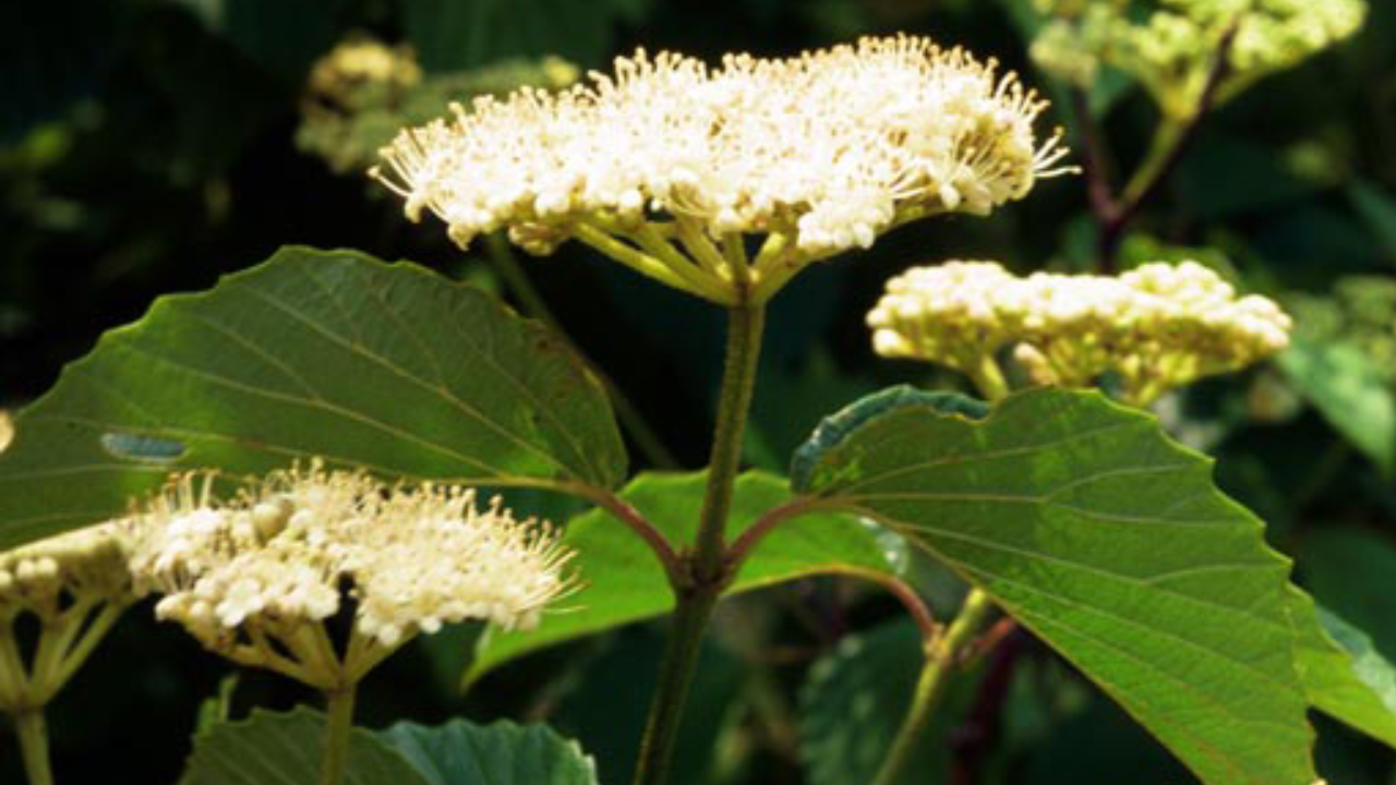 Southern Arrowwood (Viburnum dentatum)