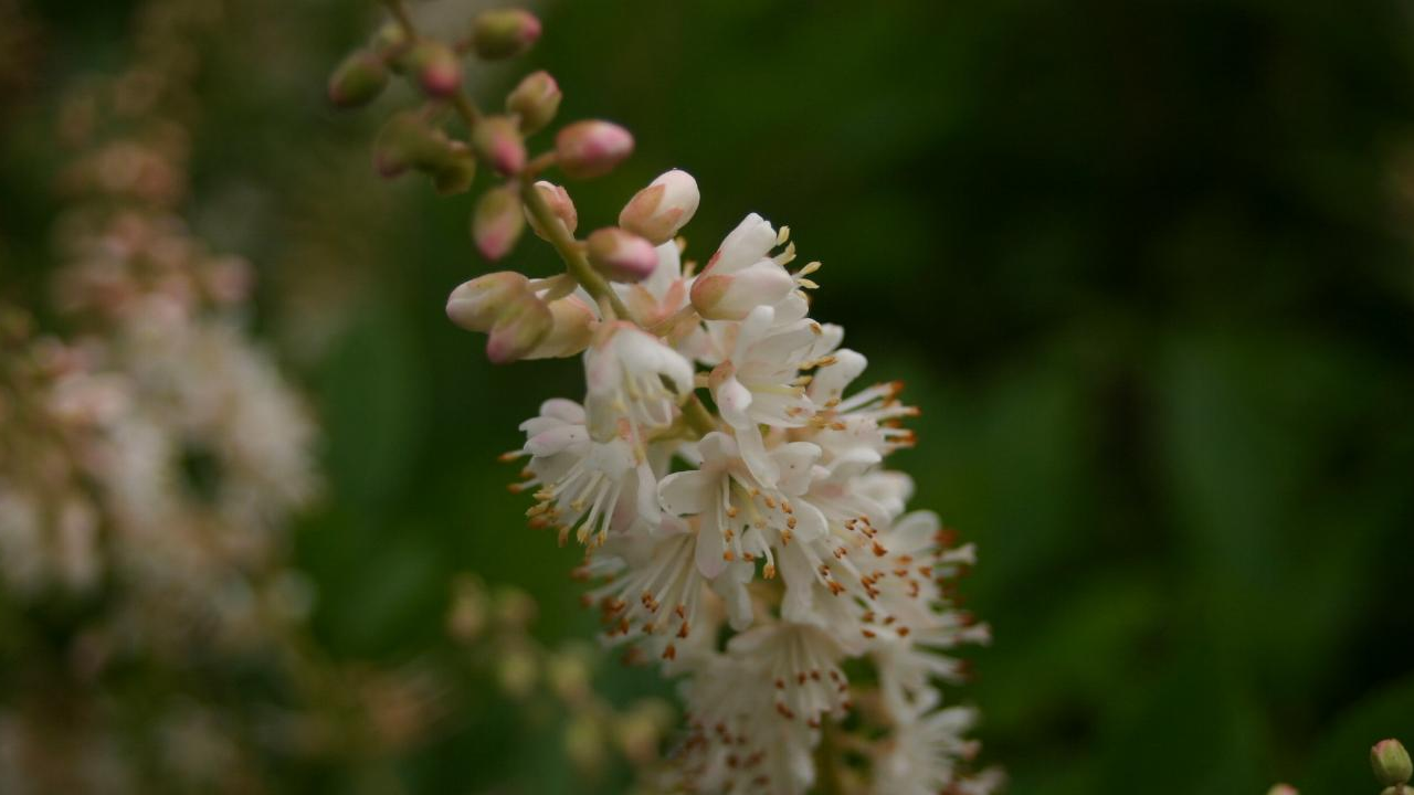 Summersweet (Clethra alnifolia)