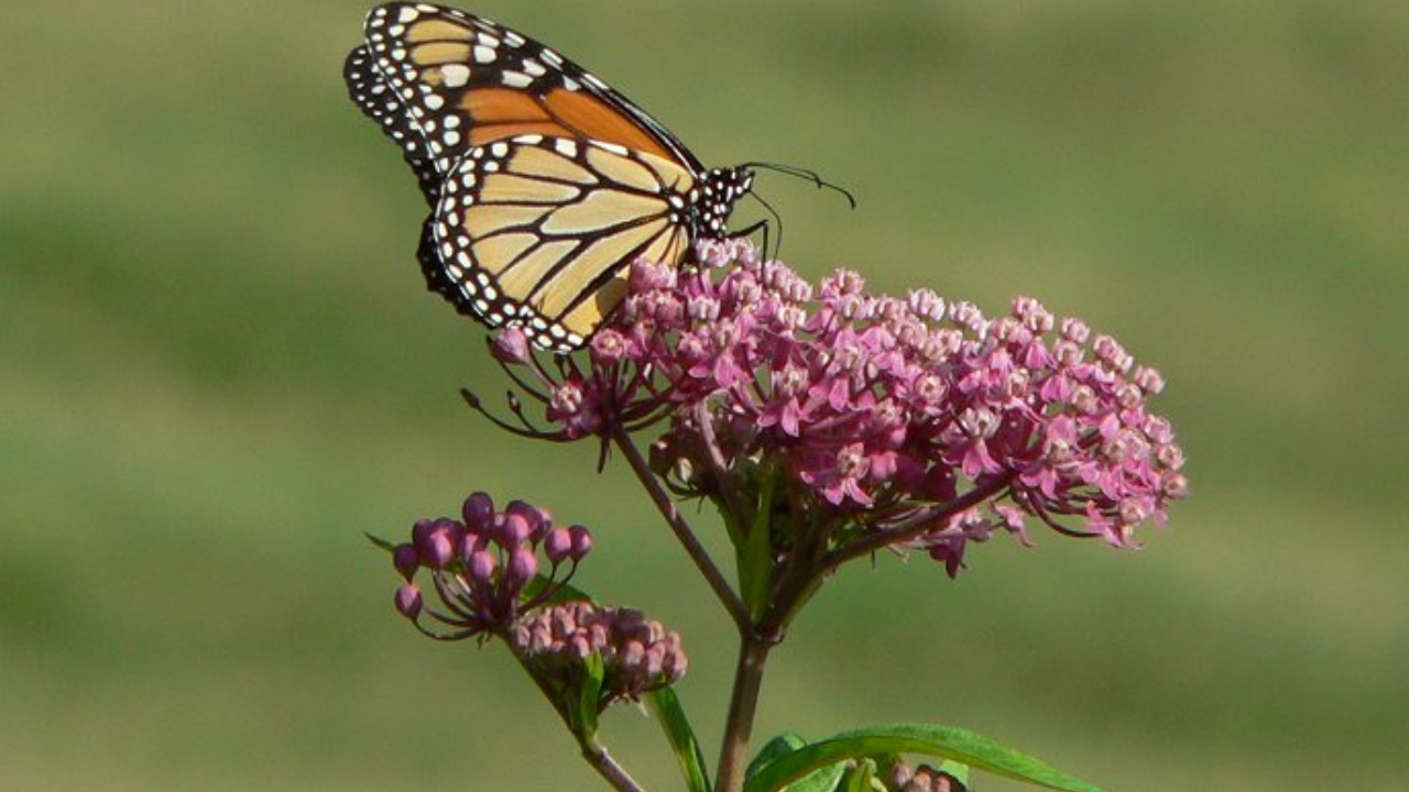 Swamp Milkweed (Asclepias incarnata)