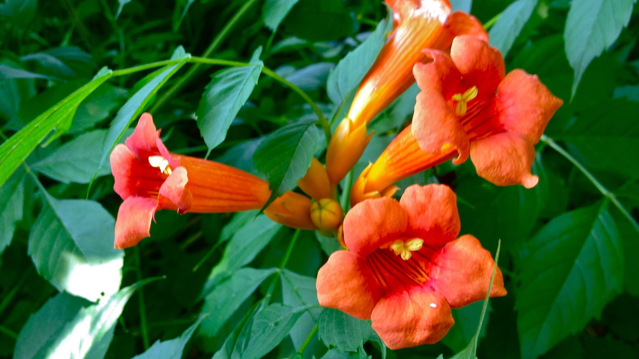 Trumpet Creeper (Campsis radicans)