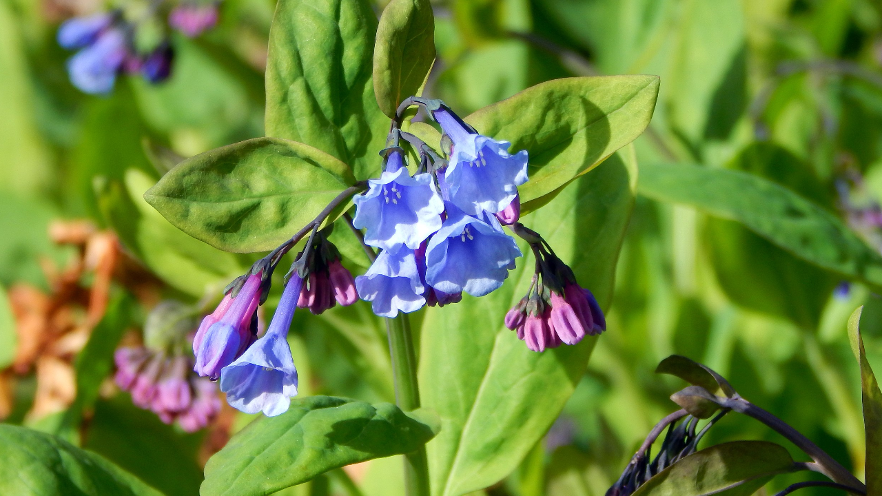 Virginia Bluebells (Mertensia virginica)