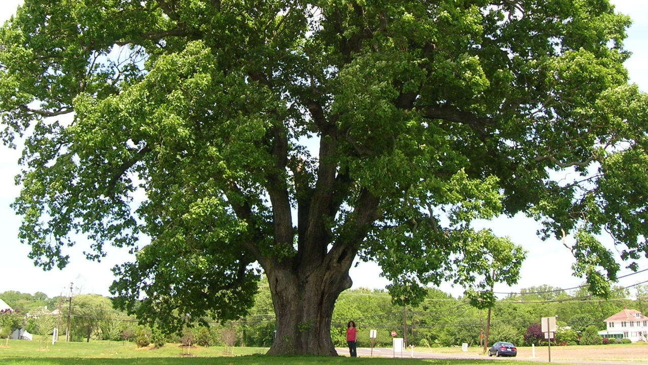 White Oak (Quercus alba)