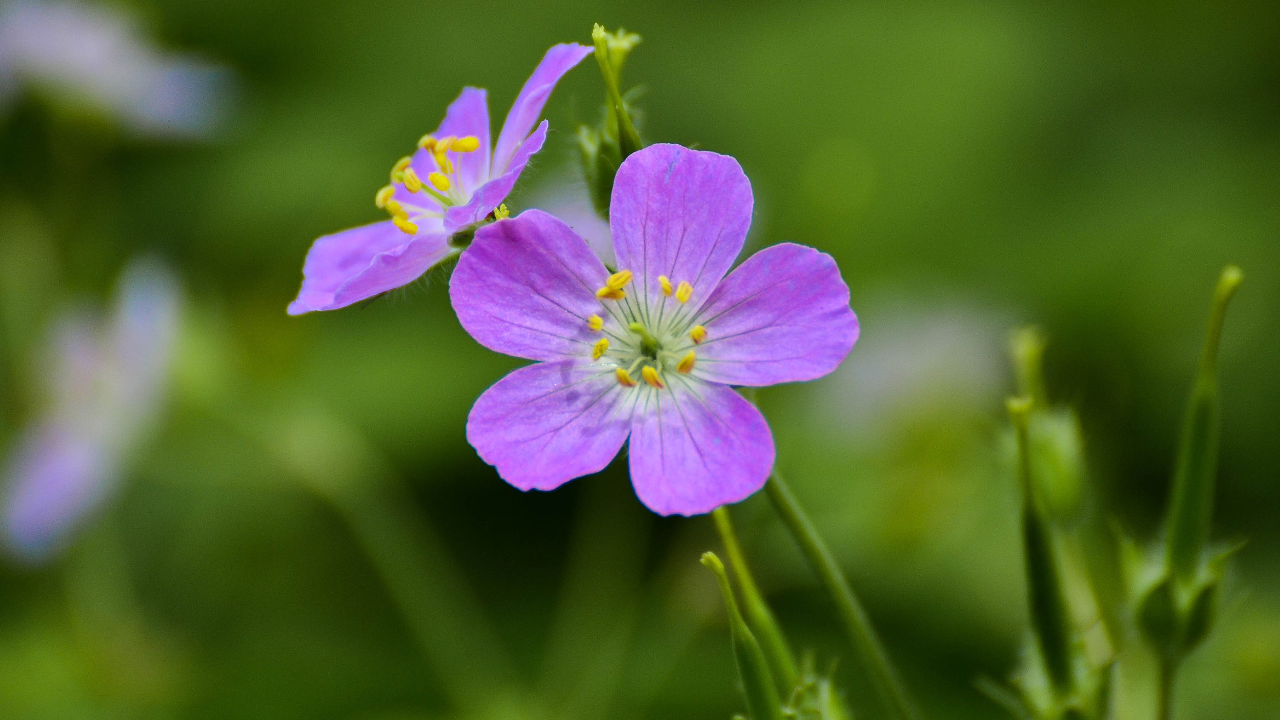 Wild Geranium (Geranium maculatum)