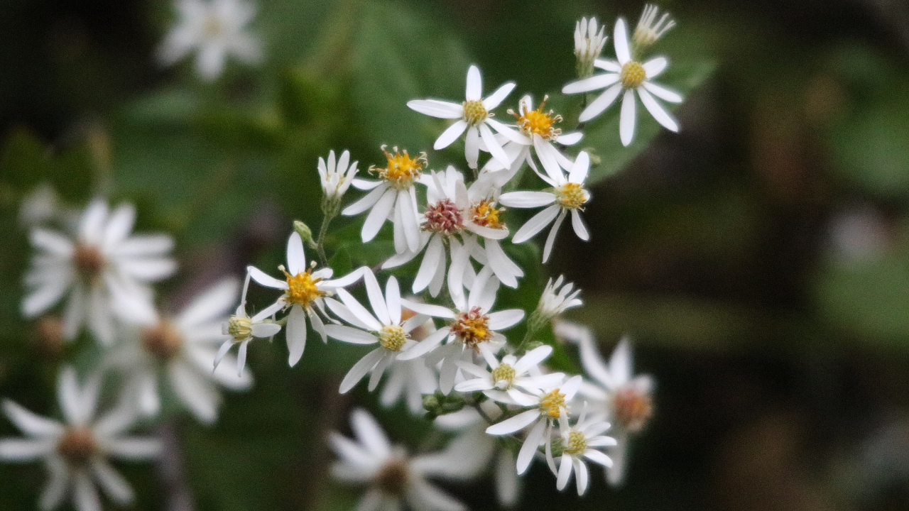 Wood Aster (Eurybia divaricata)