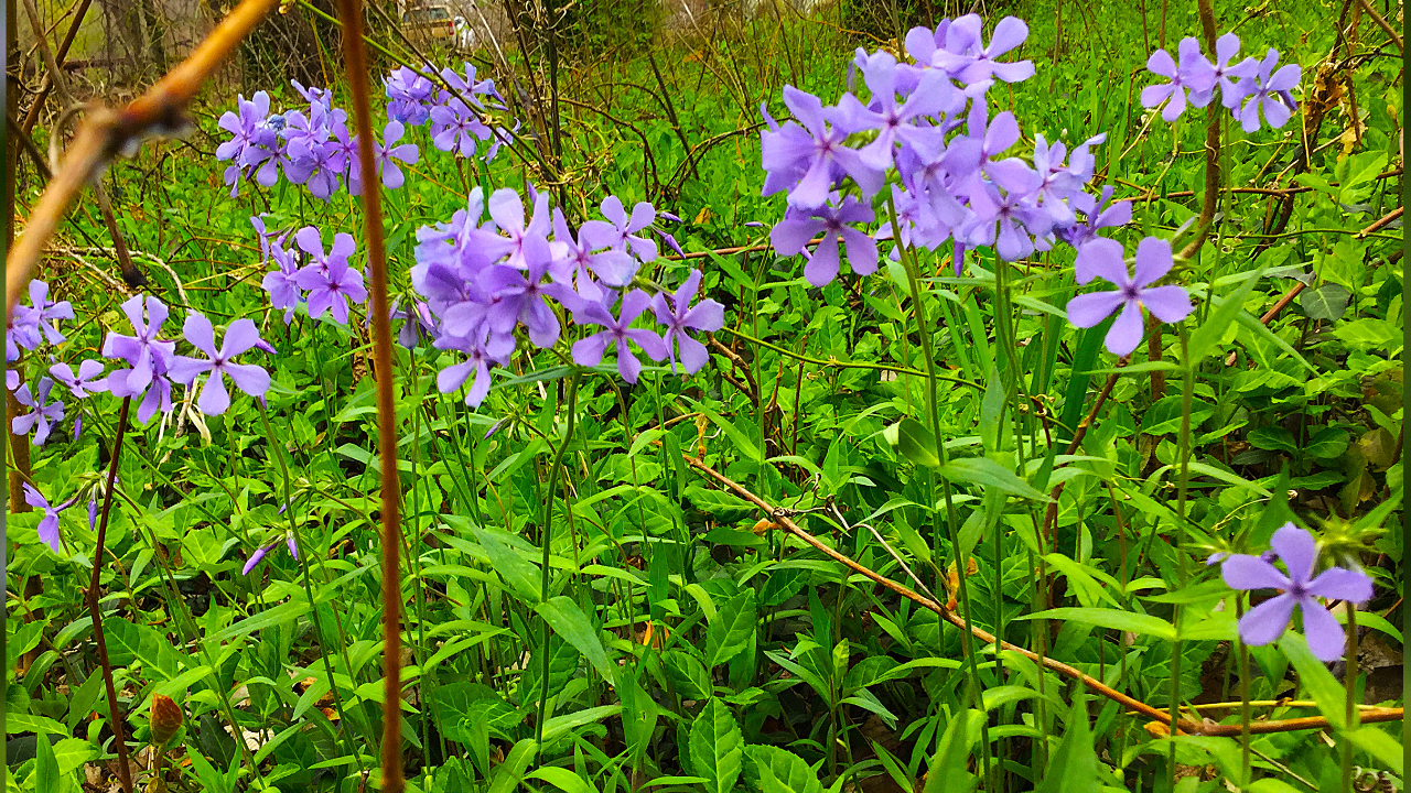 Woodland Phlox (Phlox divaricata)