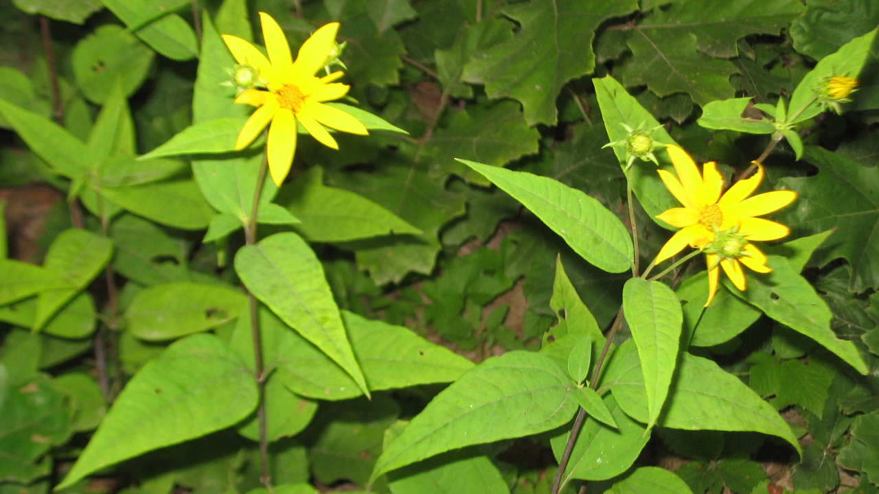 Woodland Sunflower (Helianthus divaricatus)