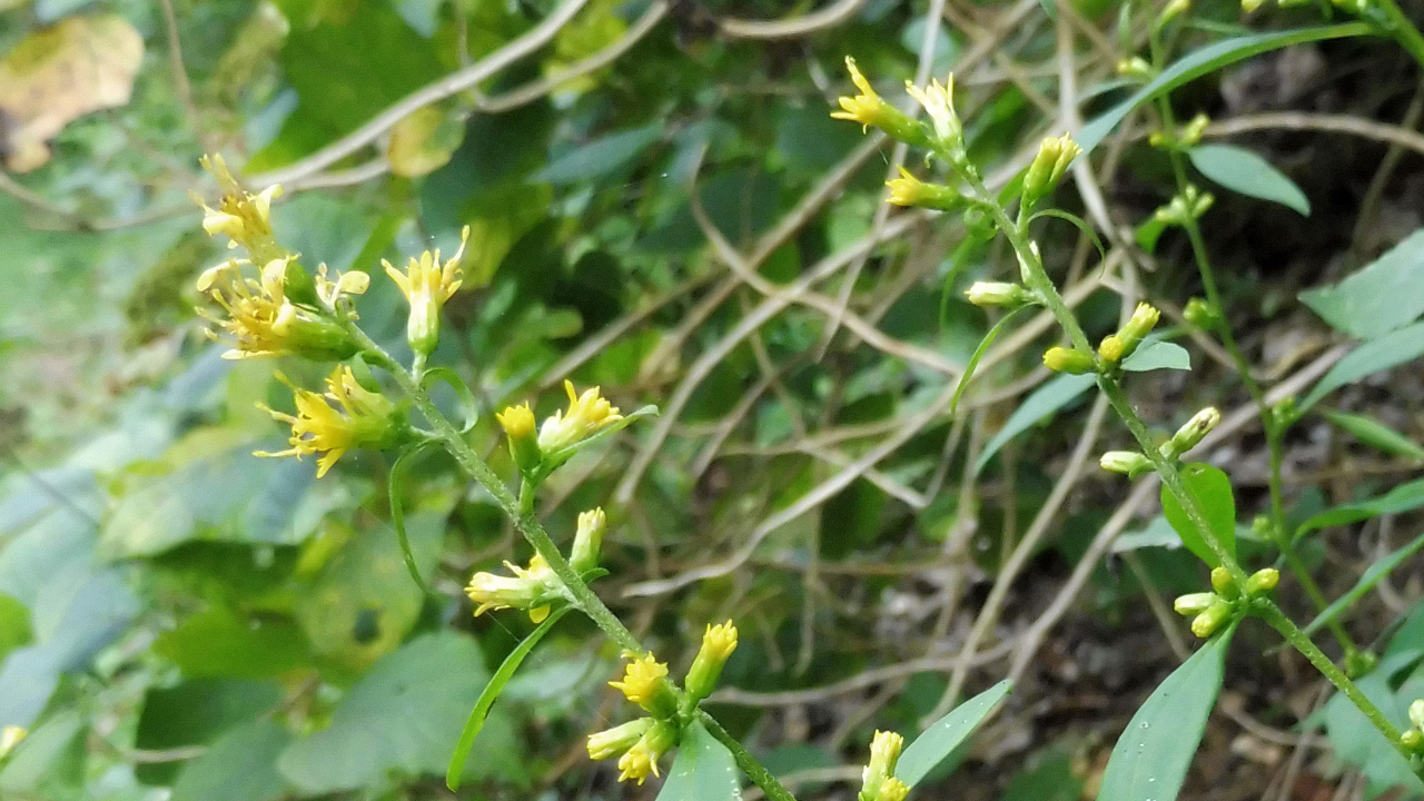 Zigzag Goldenrod (Solidago flexicaulis)