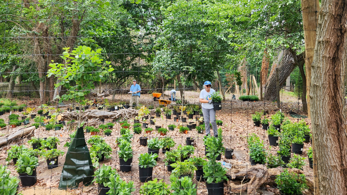 Edgemere Park Planting